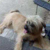 فروش سگ|سگ|آستانه اشرفیه, |دیوار