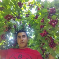 نهال فروشی جعفری|خدمات باغبانی و درختکاری|سردشت, |دیوار