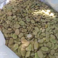 فروش باقالی خشک مازندرانی طارم