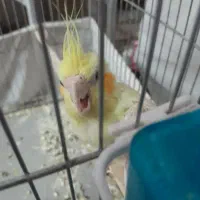 یک دانهعروس|پرنده|تهران, شهرک آزادی|دیوار