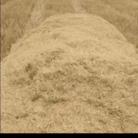 کپک برج برای حیوانات اندک غاز گاو