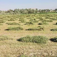 بذررنجرمائوپا ناب وخاص|خدمات باغبانی و درختکاری|تربت‌حیدریه, پائین ولایت|دیوار