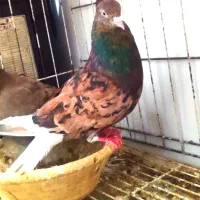 کوهی دم سفید آتشی