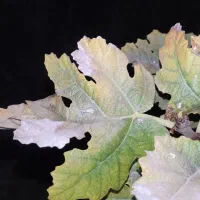 مشاوره در امور زراعی و باغی|خدمات باغبانی و درختکاری|شیراز, تندگویان|دیوار