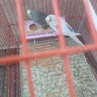 پرنده مرغ عشق زینتی