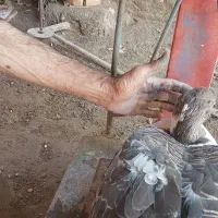 غاز محلی|حیوانات مزرعه|مراغه, |دیوار
