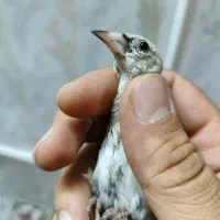 جوجه سهره بروجرد|پرنده|تهران, اختیاریه|دیوار