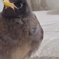 مرغ مینا گم شده