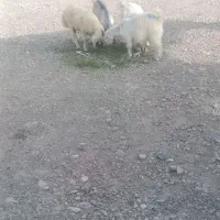 کهر نر