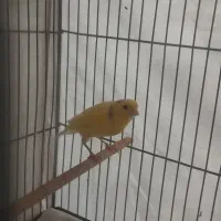 یک جفت قناری طلایی جوان آماده اماده