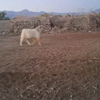 یه بز دوقلوها آبستن بادو کهره نر|حیوانات مزرعه|ارزوئیه, |دیوار