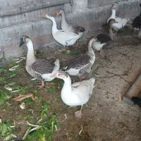 غاز|حیوانات مزرعه|کنگاور, |دیوار