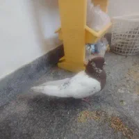 کبوتر مفت و ارزان