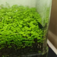 پلنت|ماهی|تهران, جوادیه تهرانپارس|دیوار