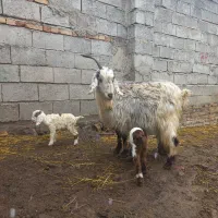 بزجوان دوقلو