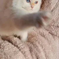 گربه بریتیش ns12فولدلانگ هیر|گربه|تهران, سعادتآباد|دیوار