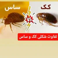 سمپاشی ساس کنه کبوتری جوندگان تضمینی|خدمات نظافت|محمدیه-قزوین, |دیوار