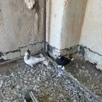 کفتر|پرنده|اندیشه, شهرک مریم|دیوار