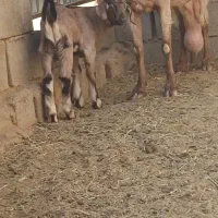 بزشیراوکره نرموقعیت بافق|حیوانات مزرعه|یزد, |دیوار