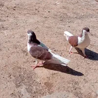 جفتگاه