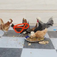 فروش یا معاوضه مرغ و خروس لهستانی و پولند