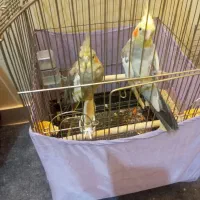 یک جفت عروس هلندی  با تعدادی حوجه