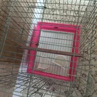 قفس پرنده|لوازم جانبی حیوانات|گرمسار, |دیوار