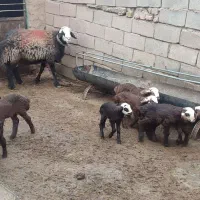 قوچ|حیوانات مزرعه|تربت جام, جامرود|دیوار