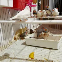 فنچ نرو ماده قسمت مناسب