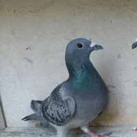 ماده پلاکی|پرنده|بهبهان, |دیوار