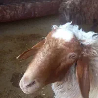 یه عدد شک ورن ۳شیره ویکعدد شک|حیوانات مزرعه|آبدانان, |دیوار