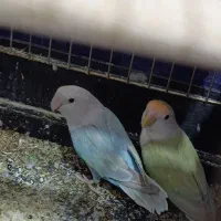 یک جفت طوطی کوتوله مولد تخم گذاشتن