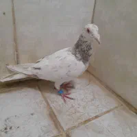 هفرنگ نر