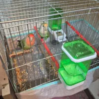 کوتوله و مرغ عشق|پرنده|کاشان, پشت شهربانی|دیوار