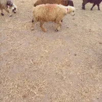 بره قوچ|حیوانات مزرعه|کیار, |دیوار