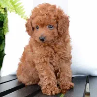 خانه فرفری ها . توله سگ توی پودل رد و نسکافه ای