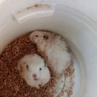 سه عدد همستر بالغ دو عدد ماده یک عدد نر|موش و خرگوش|مشهد, چهارچشمه|دیوار