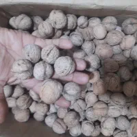 گردو محلی و بسیار خوب وعالی