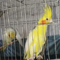 عروس هلندی مولد با جوجه
