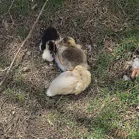 دوتا اردک و یک غاز و جوجه رنگی