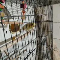 عروس هلندی مولد