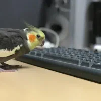 طوطی عروس|پرنده|اندیشه, اندیشه فاز ۵|دیوار