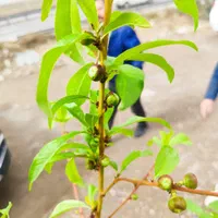 نهال های میوه گلدانی ریشه پر|گل و گیاه طبیعی|صوفیان, |دیوار