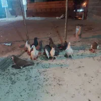دوستان عشق باز تعدادی کبوتر خوب برای بازی