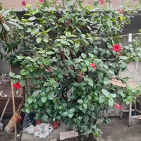 گل ختمی چینی