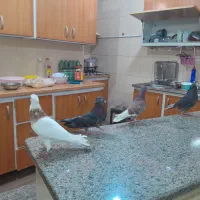 پرنده لوت.طوقی|پرنده|آبادان, |دیوار