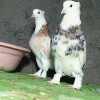 کفتر هما شازده سرور