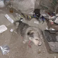 سگ پاکوتا|سگ|مشهد, طبرسی شمالی|دیوار