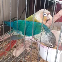 طوطی گرینچیک مولد