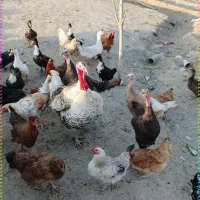 مرغ /جوان سرحال
